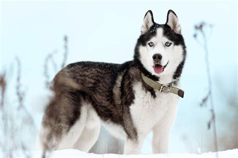 siberian hahasky|Siberian Husky Dog Breed Information .
